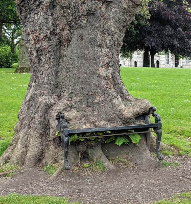 The Hungry Tree-都柏林必去景点