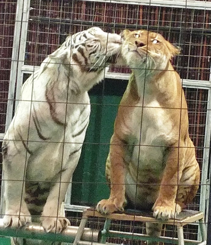 Big Cat Habitat-萨拉索塔必去景点