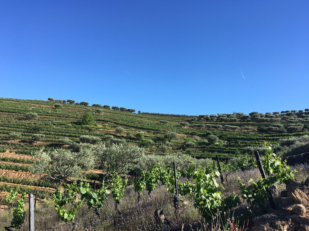 Quinta do Reconco主图