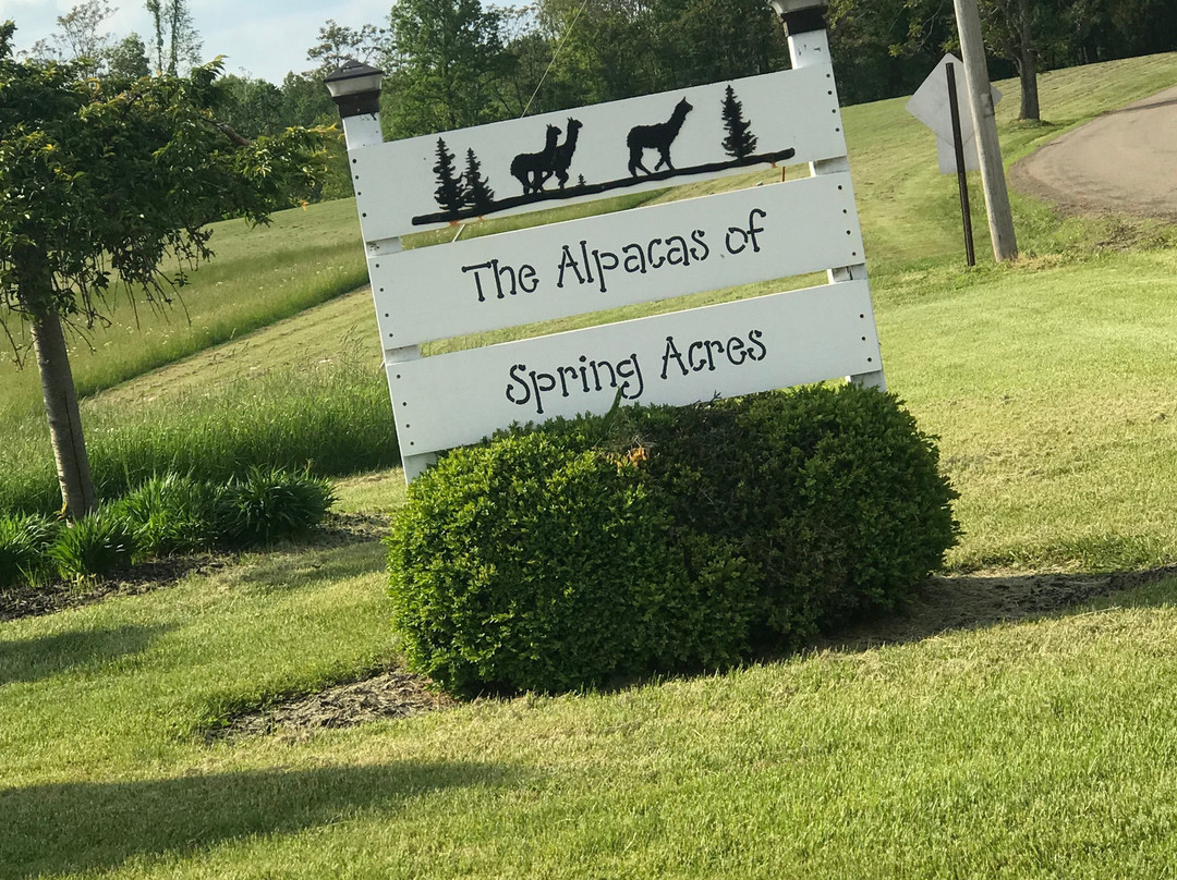 The Alpacas Of Spring Acres-Zanesville必去景点