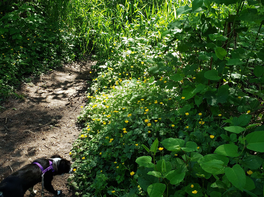 Wallace Swamp Creek Park-Kenmore必去景点