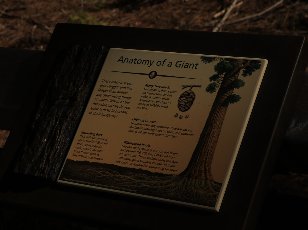 Big Tree Trail-优胜美地国家公园必去景点