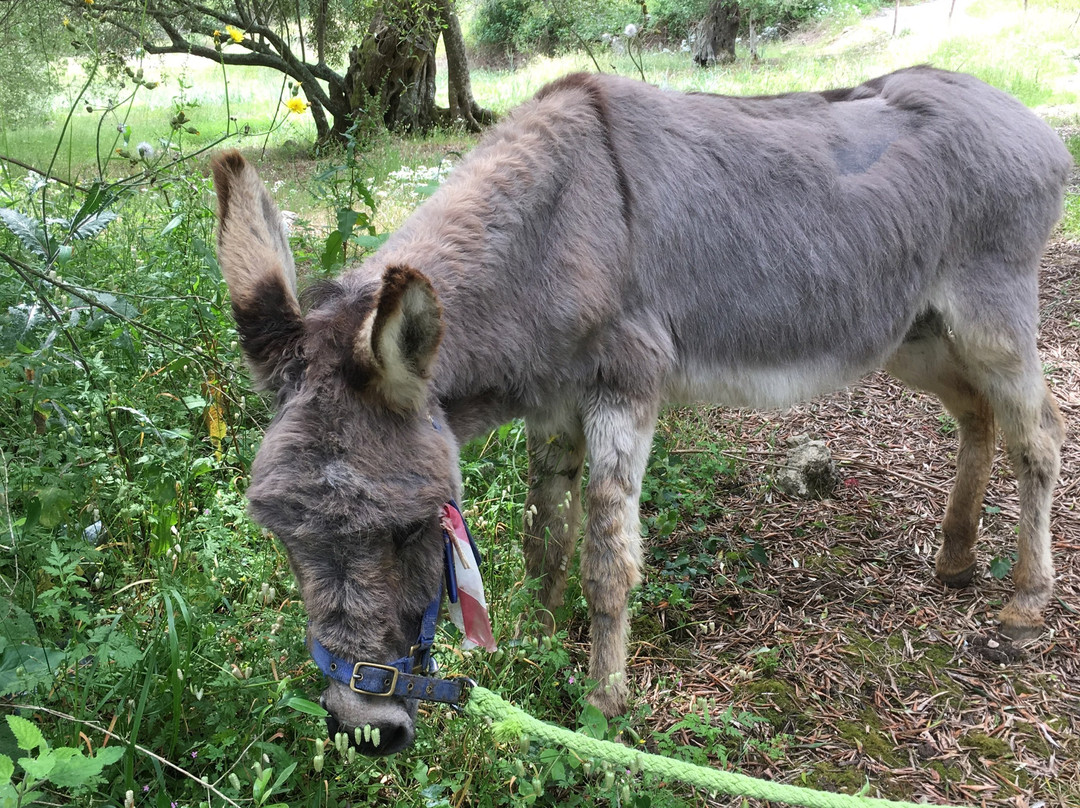 Corfu Donkey Rescue景点图片