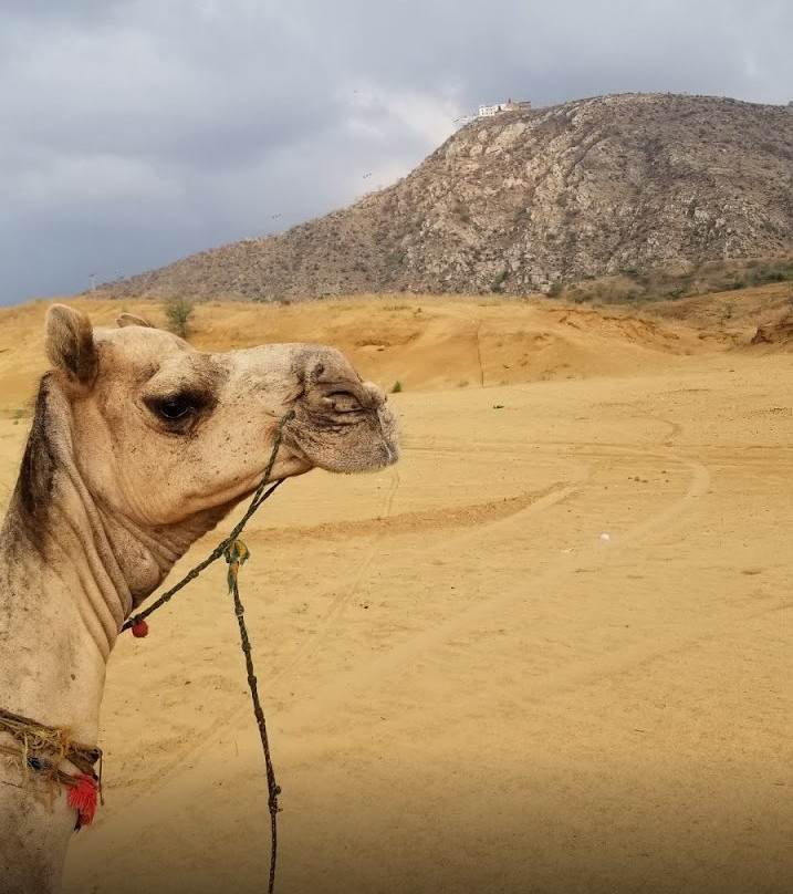 Pushkar Camel Safari-普希卡必去景点