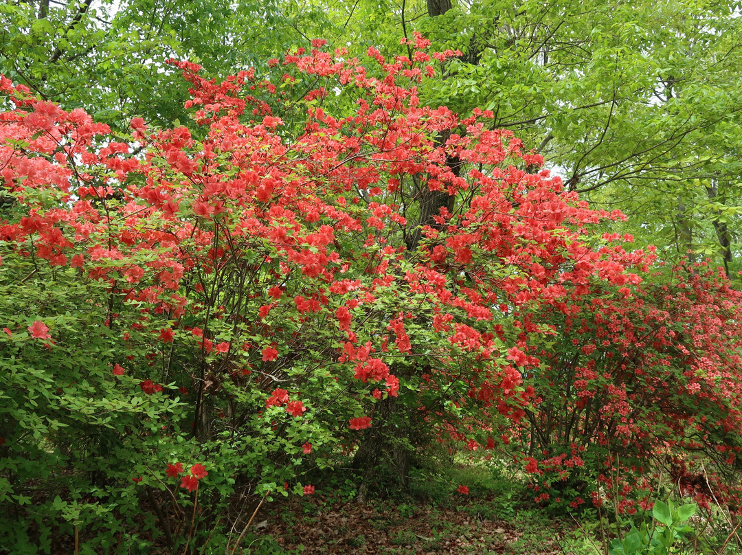 Mt. Minoyama-皆野町必去景点