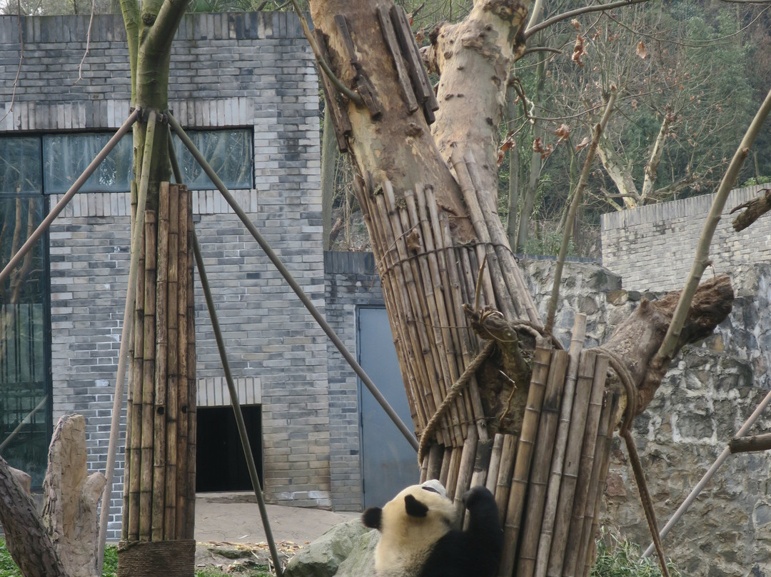 中国大熊猫保护研究中心都江堰基地景点图片