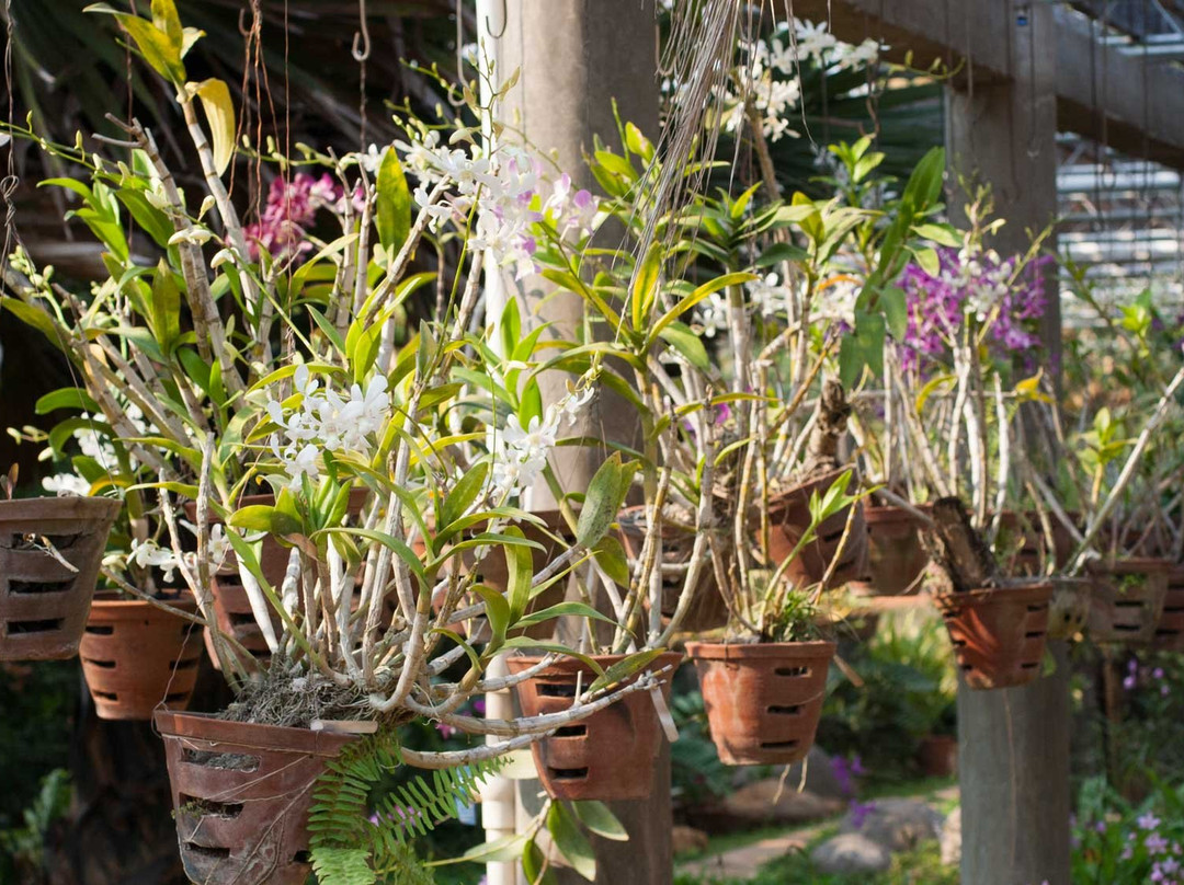 Auroville Botanical Gardens景点图片