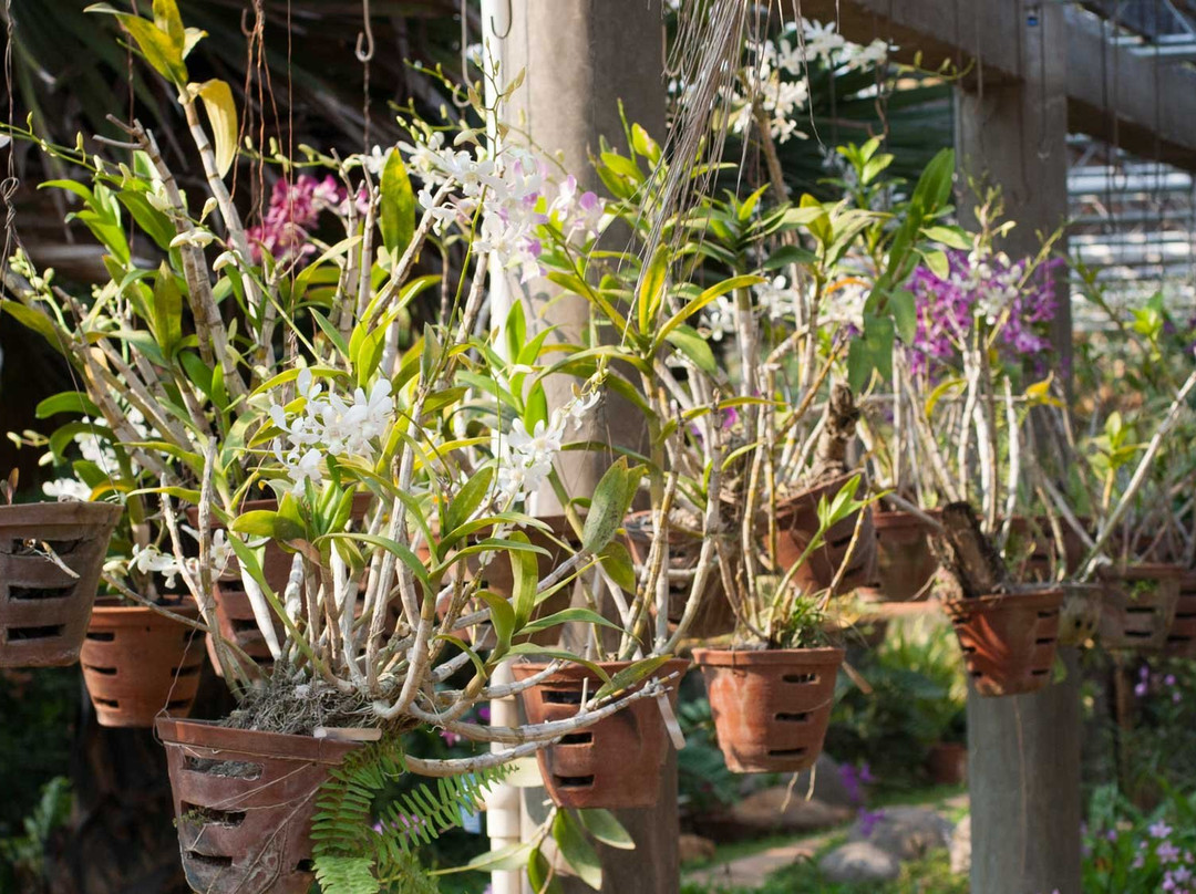 Auroville Botanical Gardens景点图片