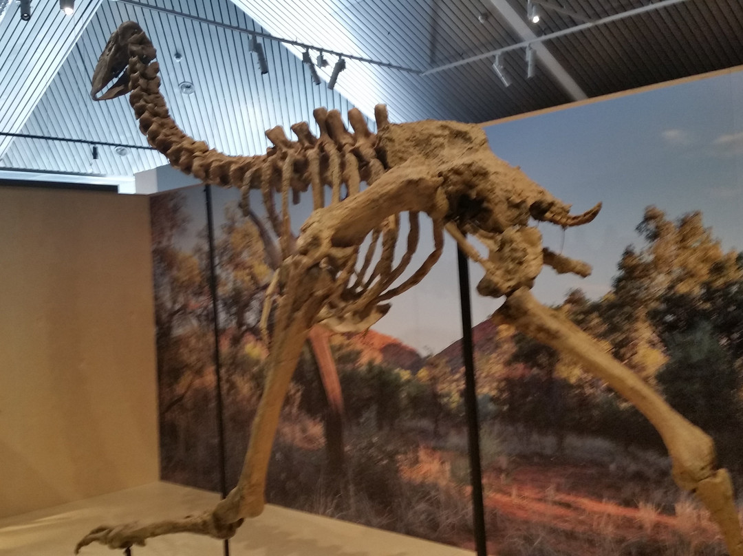 Megafauna Central - Museum and Art Gallery of the Northern Territory景点图片