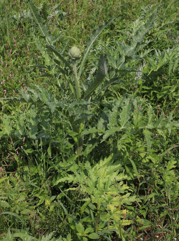 Bear Creek Artichokes-蒂拉穆克必去景点