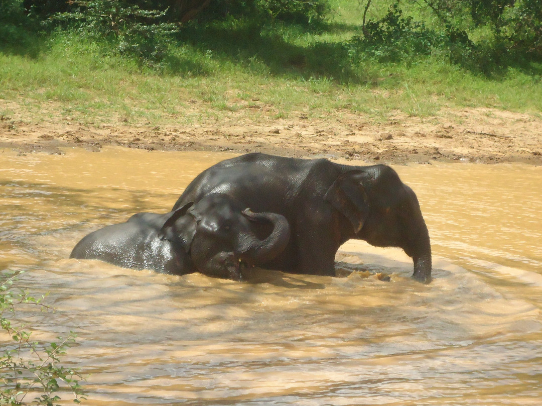 Heina Nature Resort - Yala主图