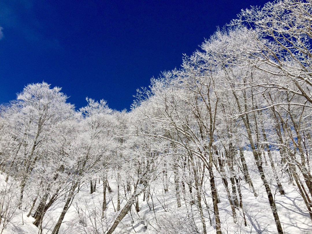Hakuba 47 Winter Sports Park景点图片