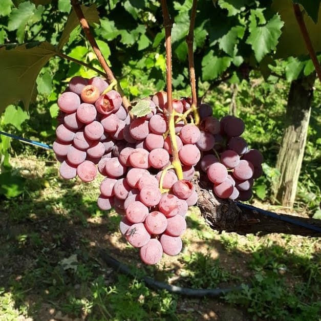 Rizzatour Turismo - Day Tours-容迪亚伊必去景点