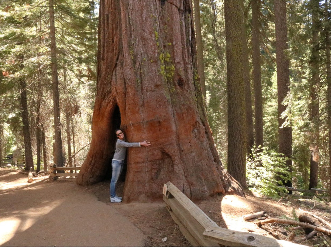 Tuolumne Grove of Giant Sequoias景点图片