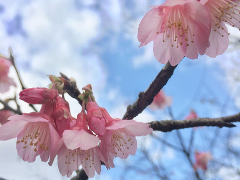 Nago Cherry Blossom Matsuri-名护市必去景点