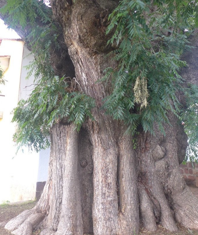 Museo de la Recoleta-苏克雷必去景点