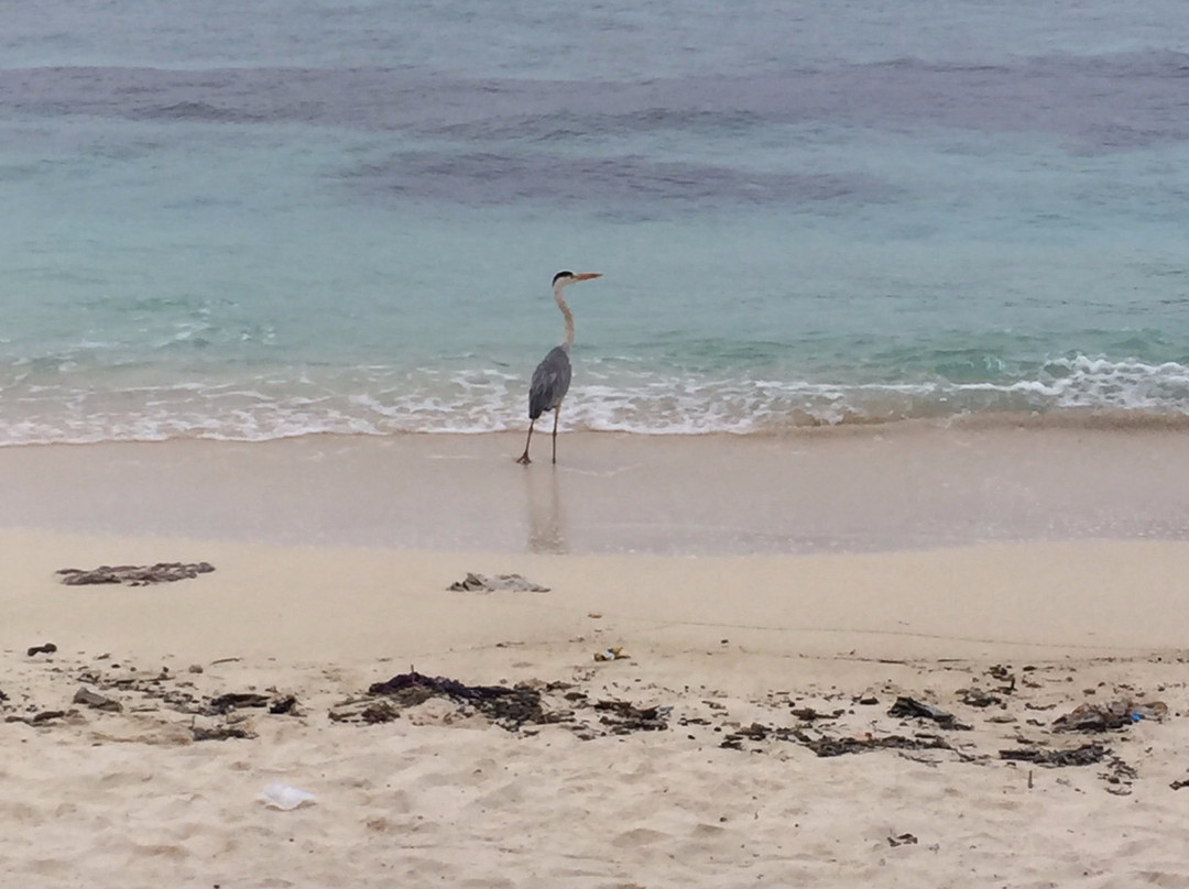 拉斯胡环礁岛酒店 主图