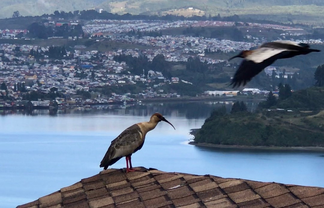 OCIO Territorial Hotel主图