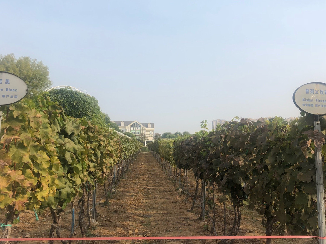 烟台张裕集团-烟台市必去景点