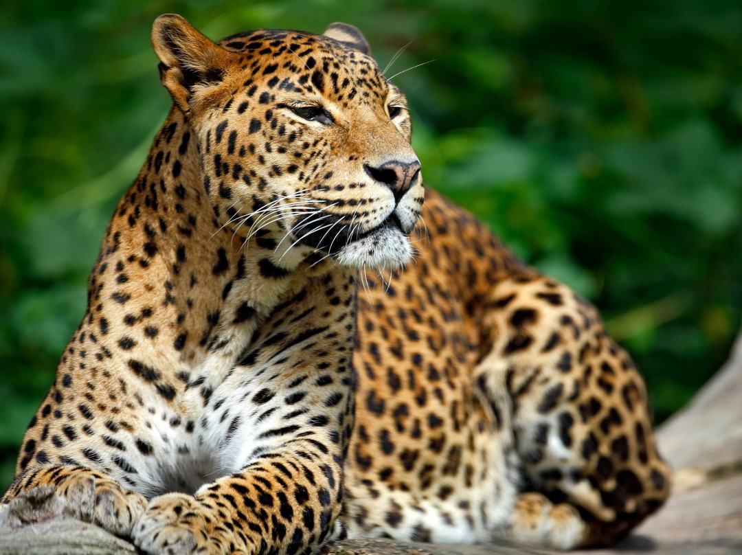 Sri Lanka Tours and Travels – Best Tour Packages | Ceylon Trip Deals景点图片
