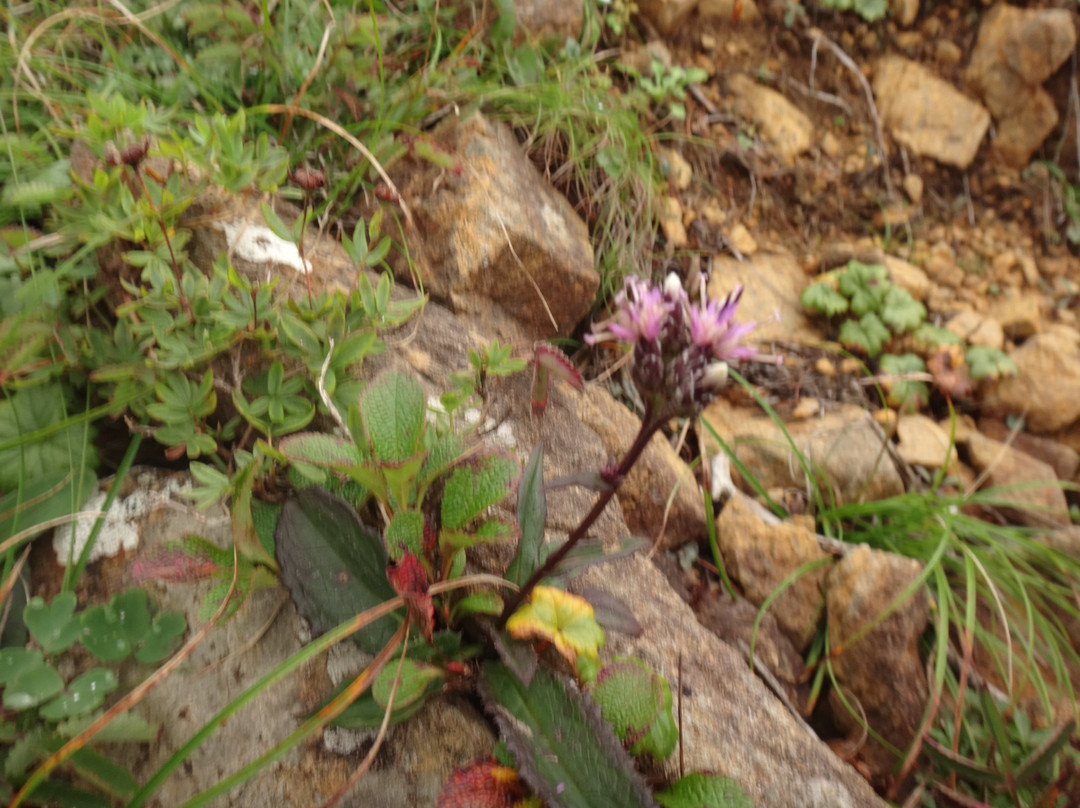 Apoidake-样似町必去景点