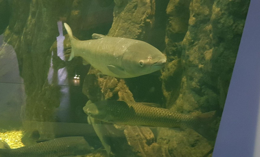 Bodorka Balaton Aquarium景点图片