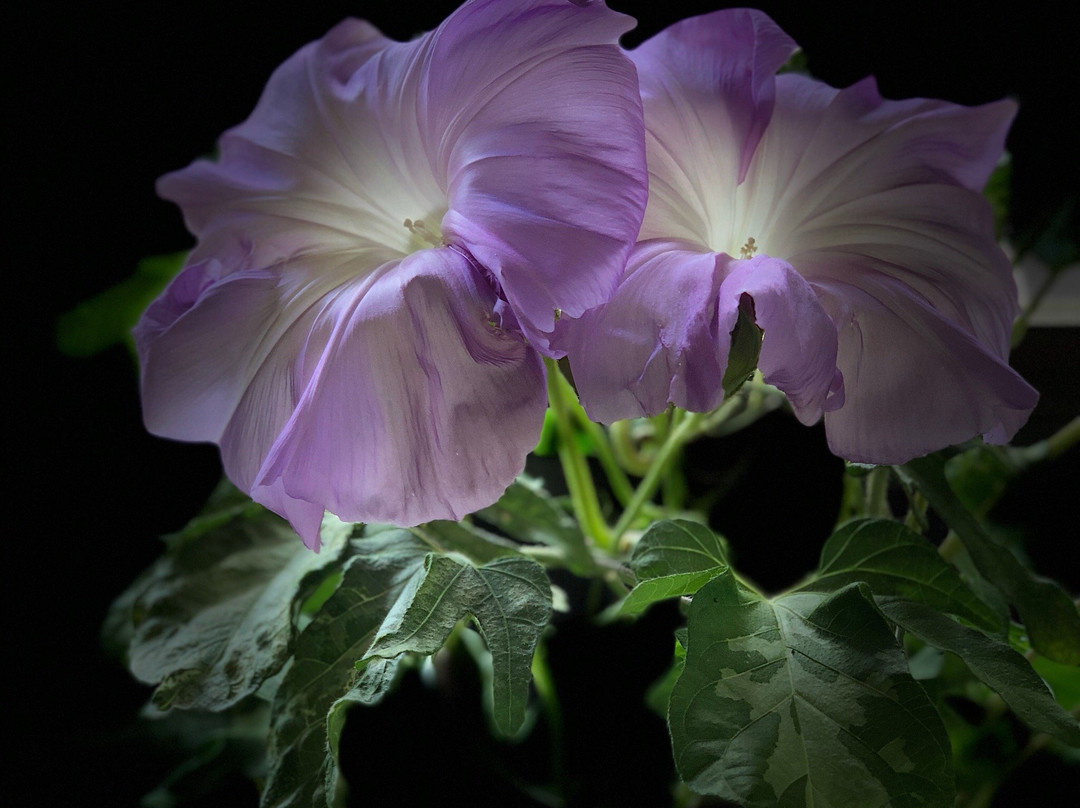 Kurashino Botanical Garden-佐仓市必去景点