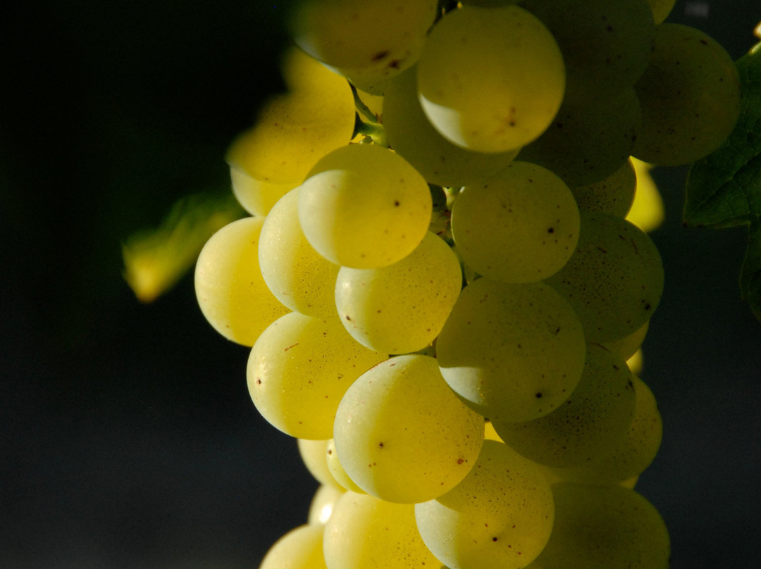 Wignalls Winery Cellar Door & Gourmet Gifts-奥尔巴尼必去景点