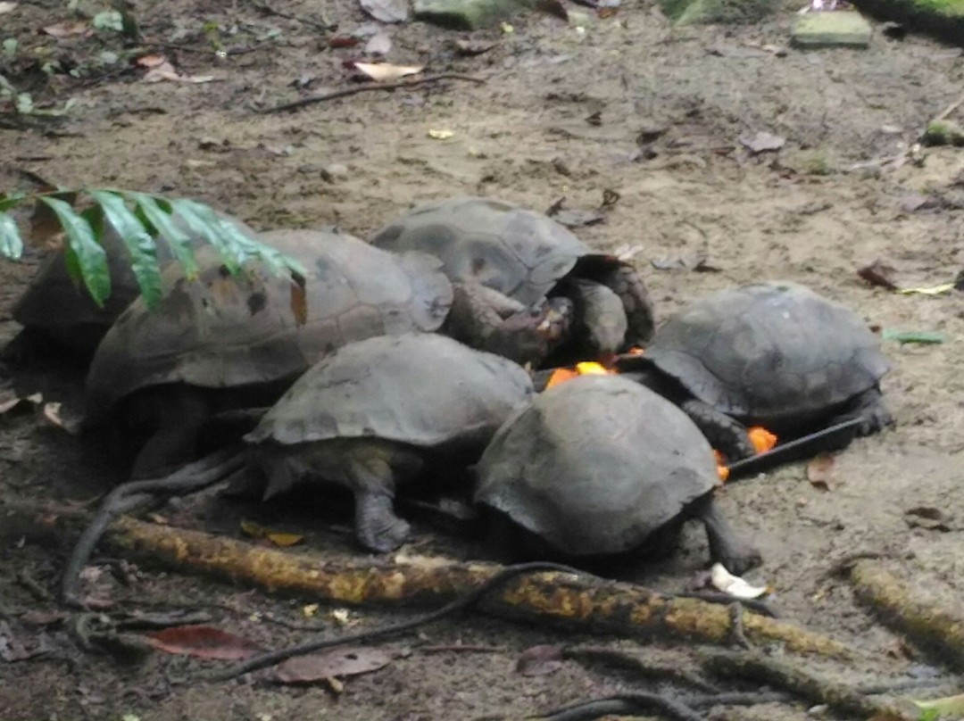Kemaman Recreation Park and Mini Zoo (Taman Rekreasi dan Mini Zoo Kemaman)-Hulu Chukai必去景点