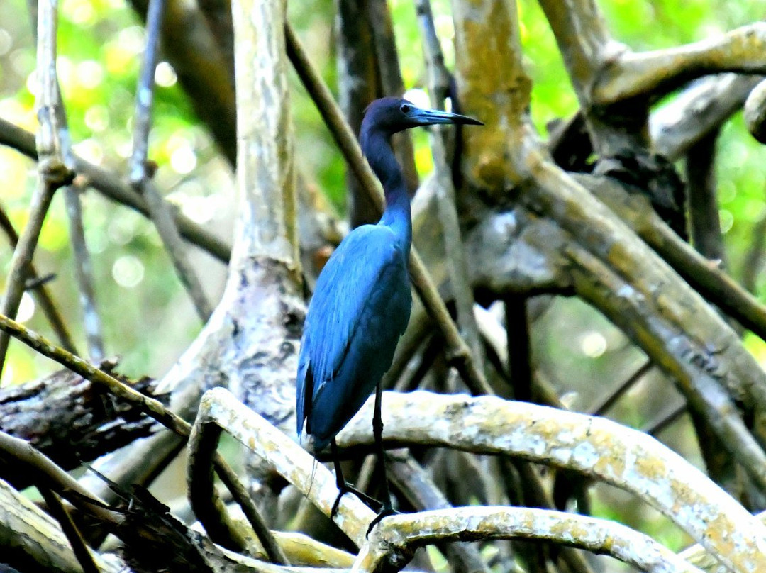 Caroni Bird Sanctuary景点图片