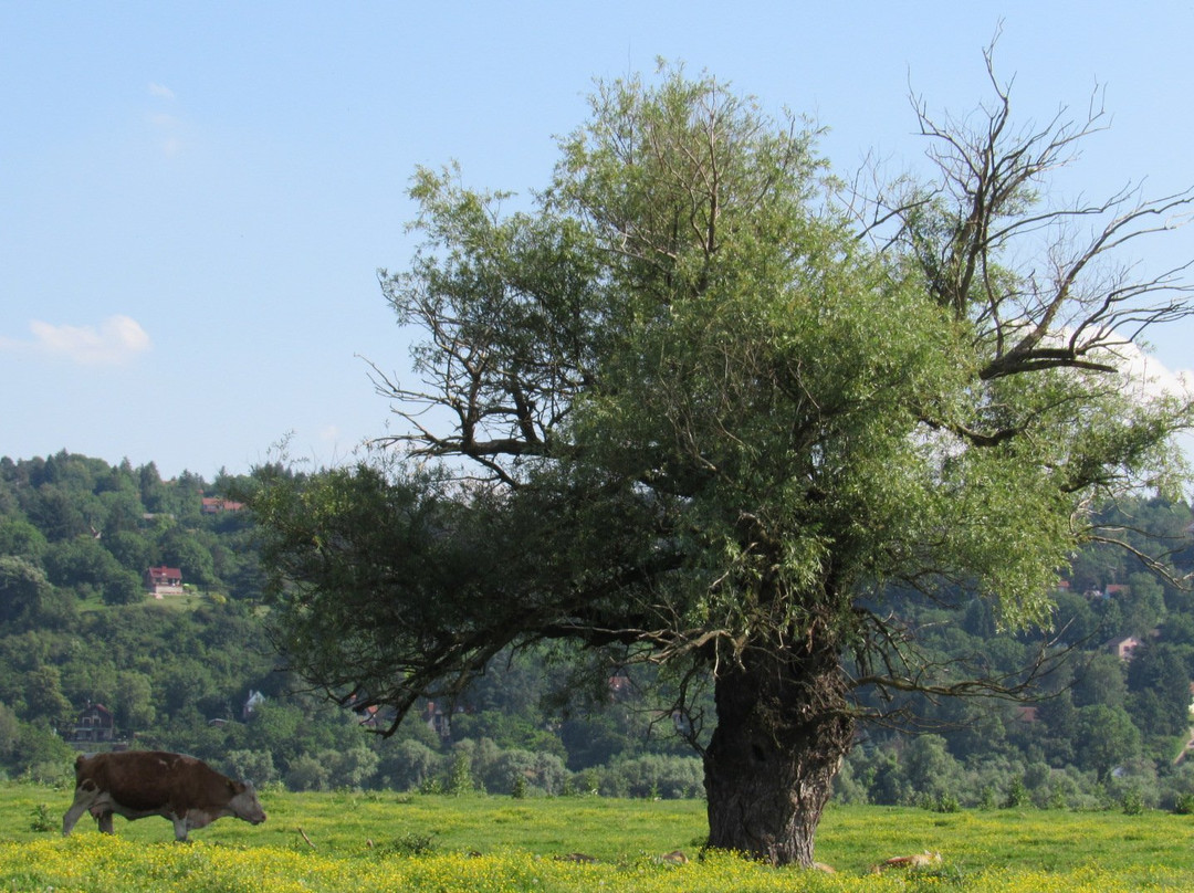 Island of Krcedin-Krcedin必去景点