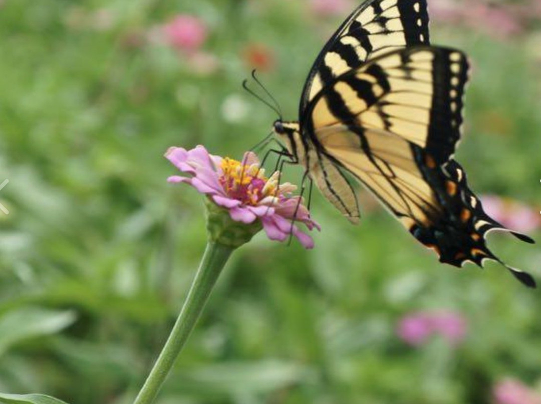 Hillcrest Farm-Elberta必去景点