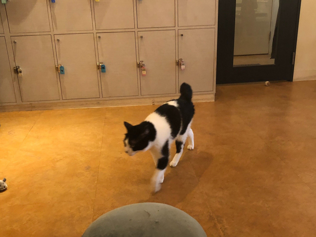 Cat Cafe Nyafe Melange-Ebisu必去景点