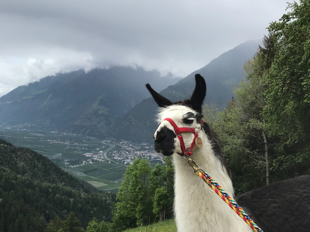 Pirchhof Lamas景点图片