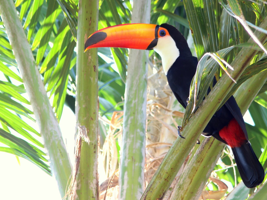 Chacara Ando Bed & Breakfast主图