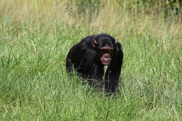 Jane Goodall Chimpanzee Eden Sanctuary景点图片