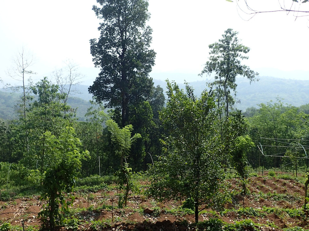 Paradise Forest Garden主图