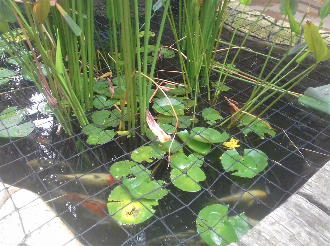 Summer Garden Guest House (The Palms)主图