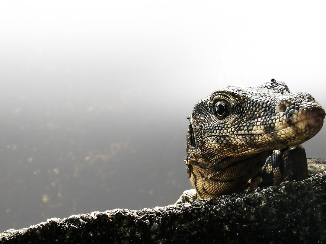 Go Yala Safari Tours-蒂瑟默哈拉默必去景点