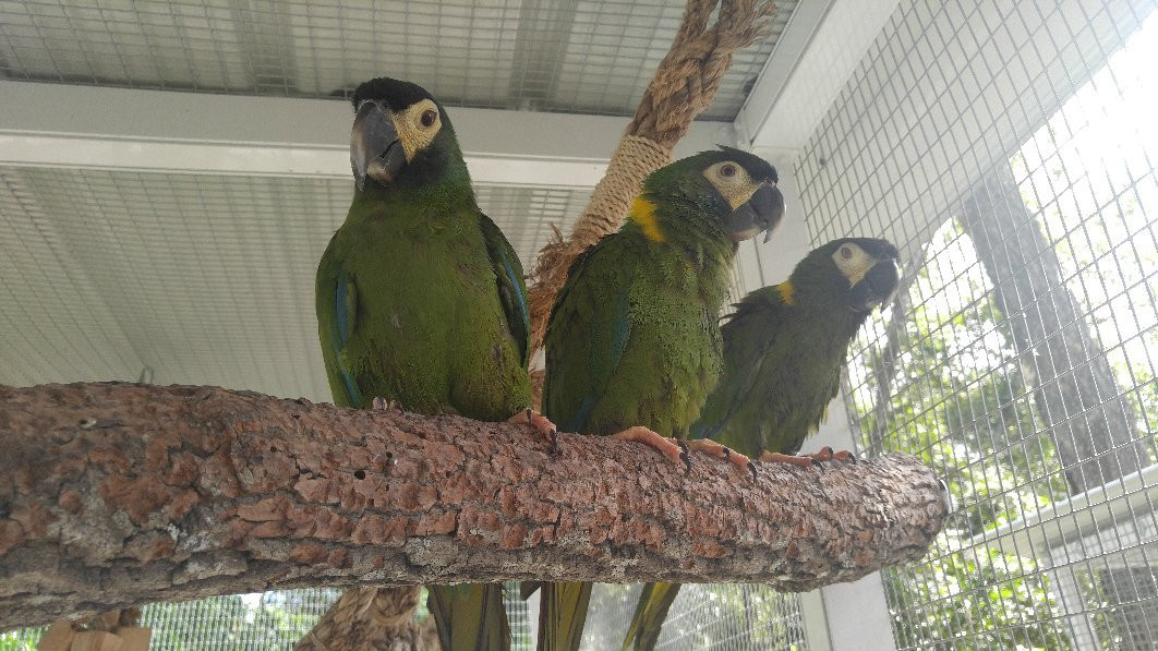 Florida Exotic Bird Sanctuary景点图片