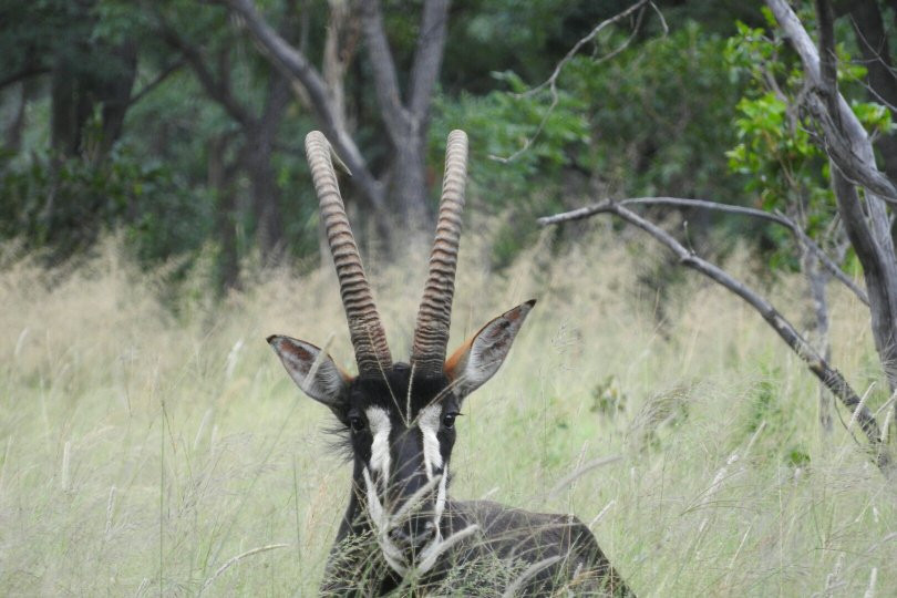 Matamba Bush Camp主图