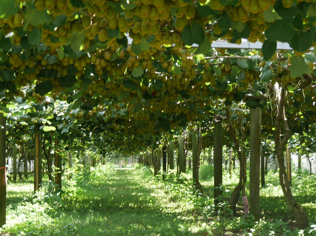 Kiwifruit Country-Paengaroa必去景点