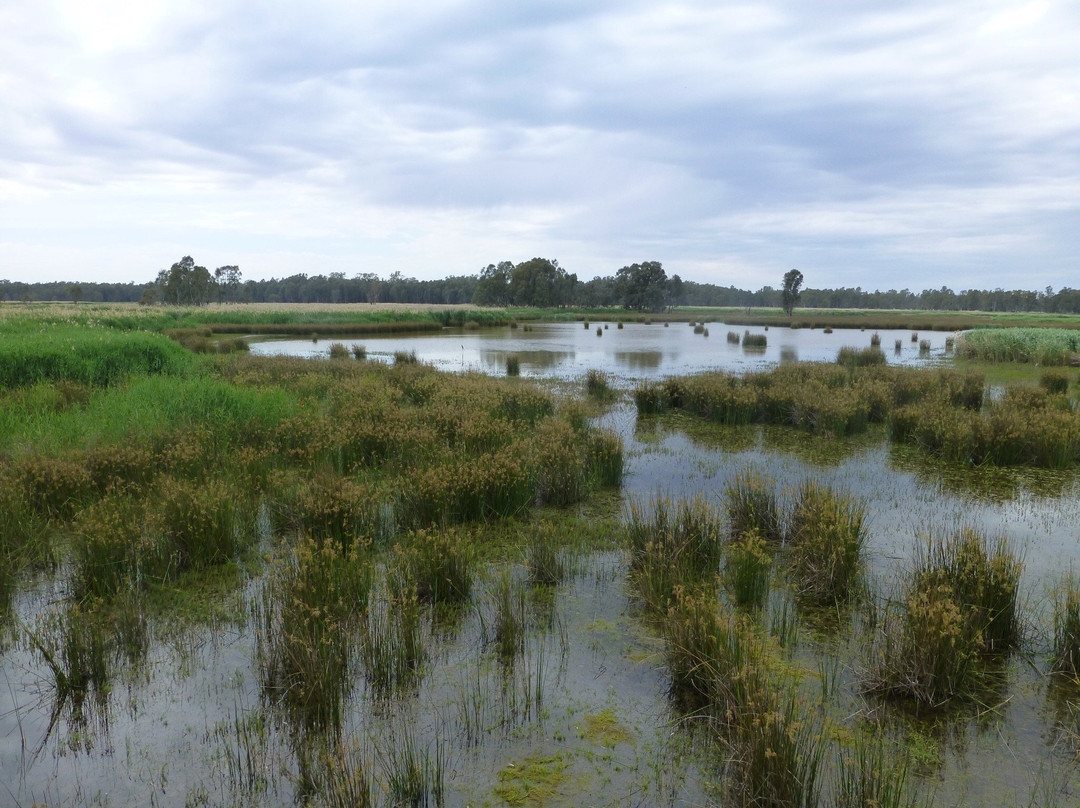 Murray Valley National Park-Mathoura必去景点