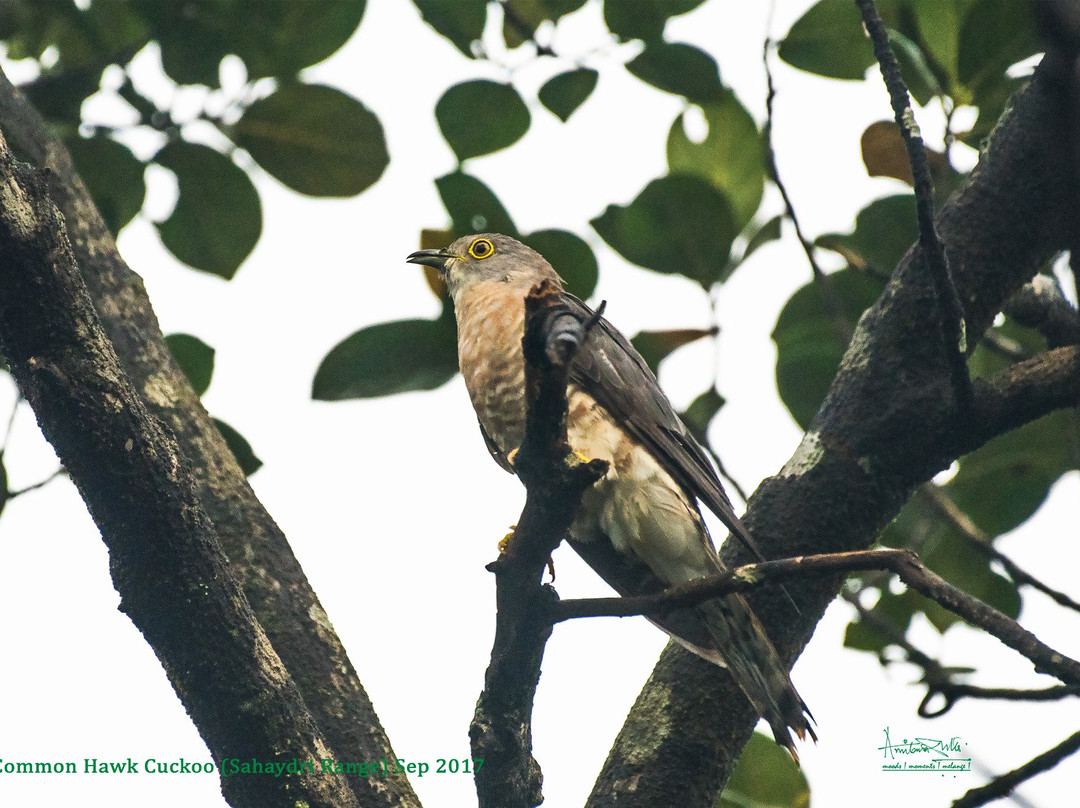 Koyna Wildlife Sanctuary景点图片