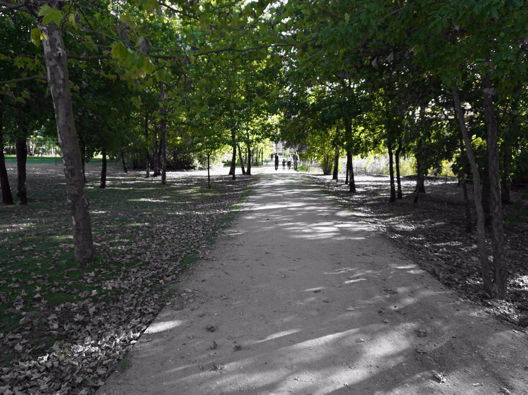 Parque Da Cidade景点图片