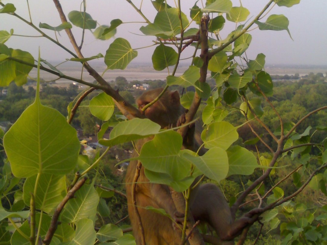 Maa Ashtabhuja Devi Temple-Harahi必去景点