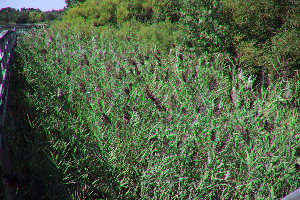 Mel Swart Lake Gibson Conservation Park-Thorold必去景点