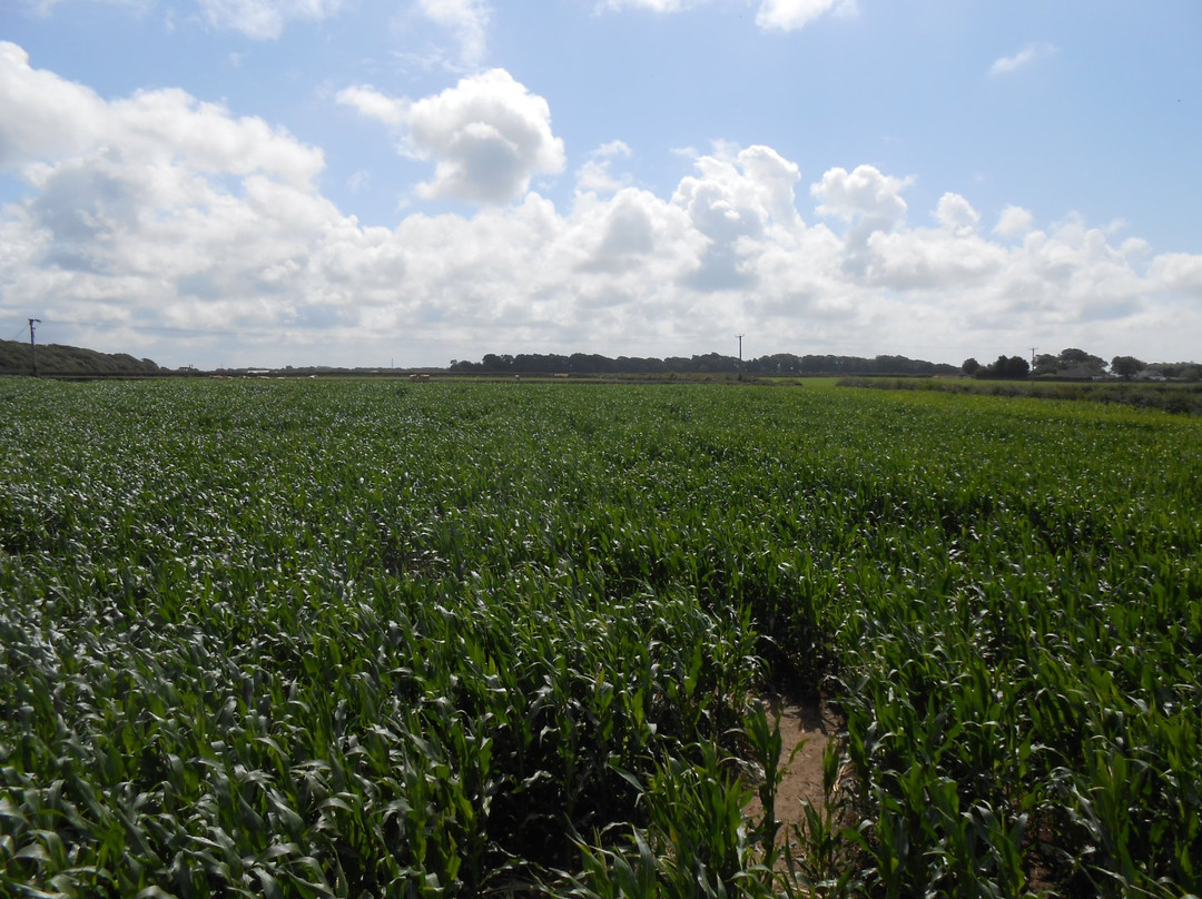 Singleton Maize Maze景点图片