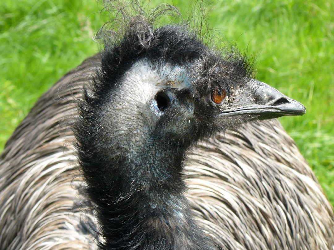 Doneu Ostrich Farm景点图片