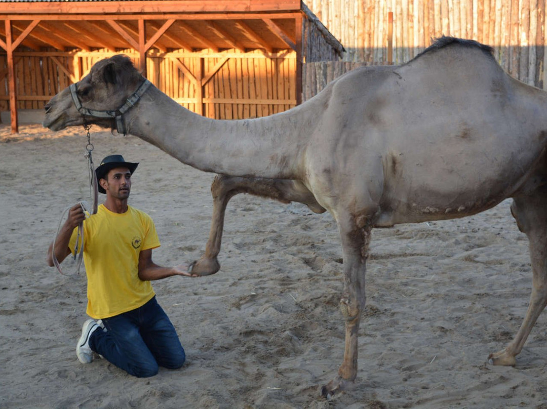 Camel Park Sunny Beach景点图片